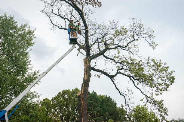 Best Tree Disease Treatment  in Greenacres, CA