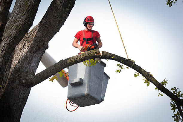 Best Hedge Trimming  in Greenacres, CA