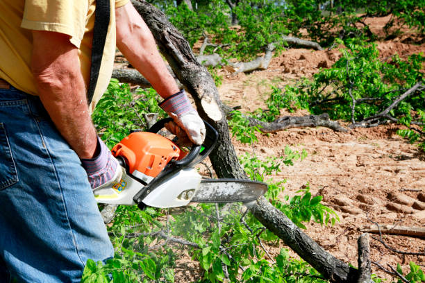 Best Fruit Tree Pruning  in Greenacres, CA